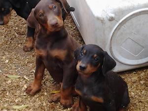 DobermanPinschersInLosAngeles